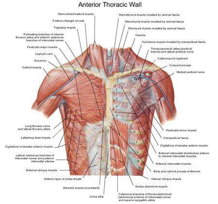 Anterior Thoracic Wall Nursing Study Nursing Notes Shoulder Anatomy