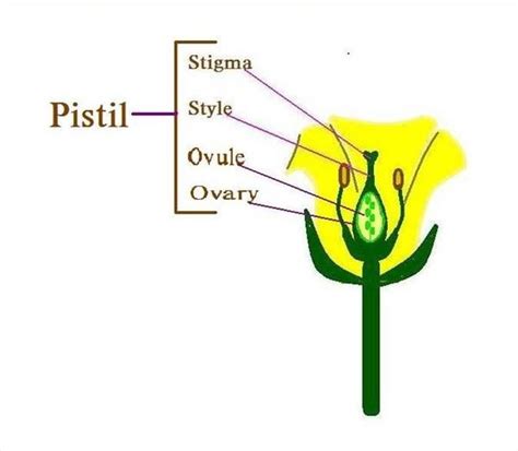 The corpus can easily expand to hold a developing baby. Female Parts of a Flower | Hunker