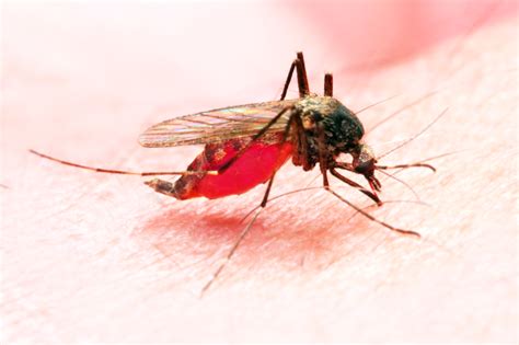 Advising Patients About Malaria Risks And Prevention The