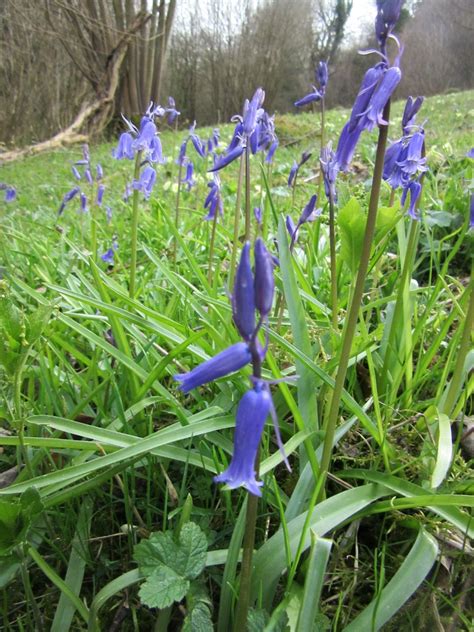 Bluebell Plant Lore