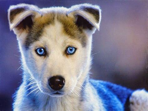 Top 10 Most Beautiful Dog Breeds Animals Pinterest Beautiful