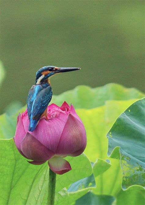 Kingfisher And Lotus © Sgmillionxu2000 Beautiful Birds Pet Birds