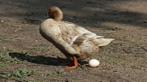 Rearing Ducks For Egg Production Vet Extension