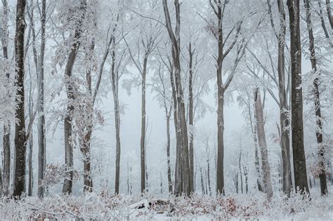 Snow Covered Trees · Free Stock Photo