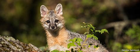 Petition Protect Pennsylvanias Gray Foxes National Wildlife Federation