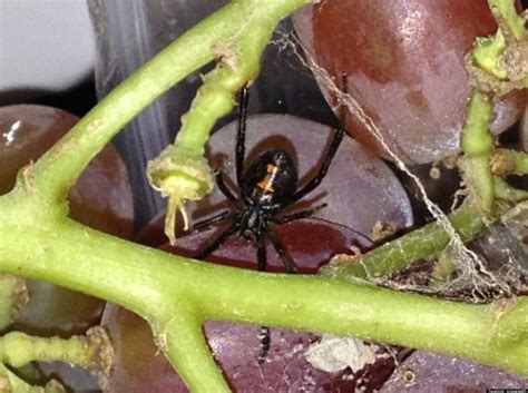Latrodectus hesperus, the western black widow spider or western widow, is a venomous spider species found in western regions of north america. Nora Weiss, Connecticut Woman, Finds Black Widow Spider In ...
