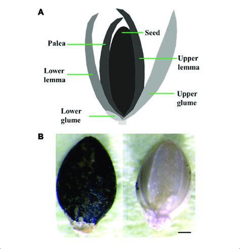 Seeds Used For Germination And Growth Assays A Diagrammatic