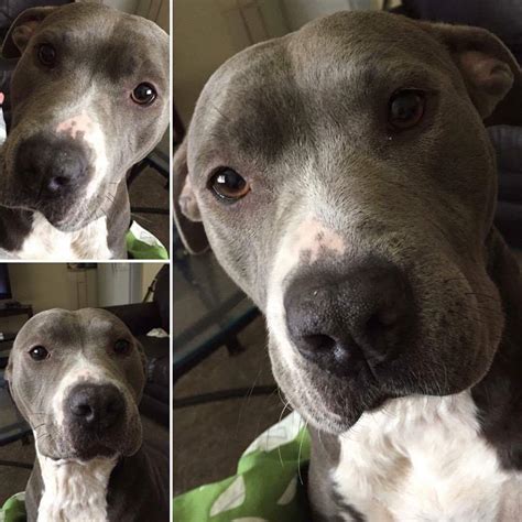Kency puppies in columbus, oh. Lost, Missing Dog - Pit Bull - Columbus / Whitehall, OH, USA 43213 on July 07, 2017)