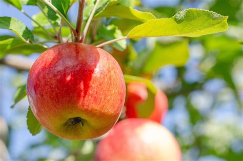 Apple Fruit Tree Free Photo On Pixabay Pixabay