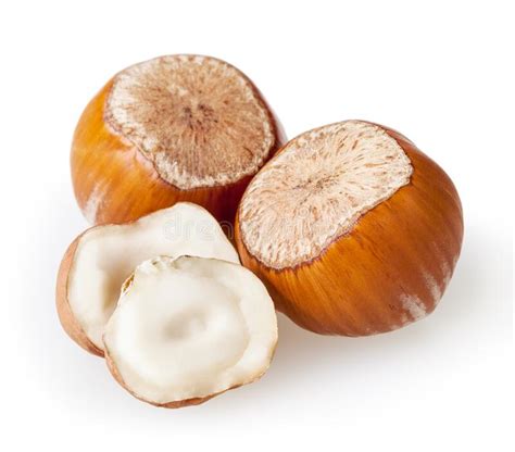 Hazelnuts Isolated On White Background Stock Photo Image Of Nutshell