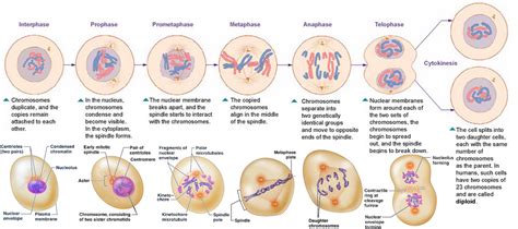 Cell Division Mitosis Vs Meiosis