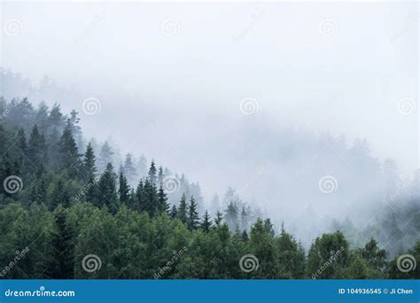 Pine Tree Forest On Mountain In Fog Stock Image Image Of Woods