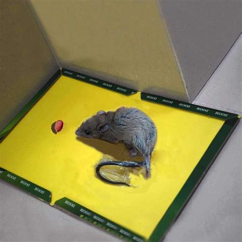 Rat Glue Trap At Rs 20piece माउस ग्लू ट्रैप Hi Bro Product Delhi