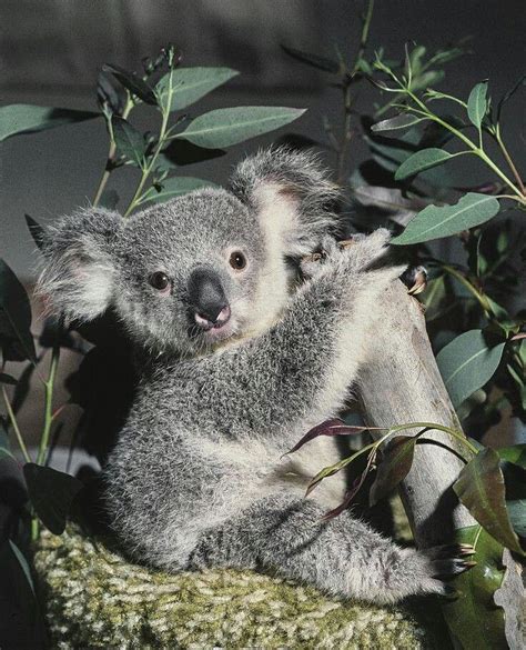 Keepers Hand ~ Rare Koala Bear Named Joey Koala Cute
