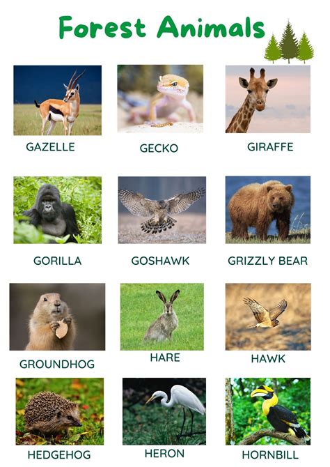 80 List Of Forest Animals With Pictures Tpr Teaching
