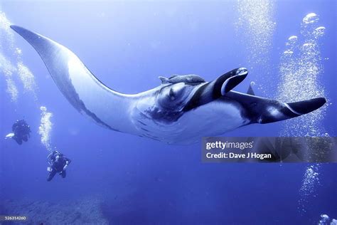 Giant Oceanic Manta Rays Which Can Grow Up 7 Meters Arrive At A