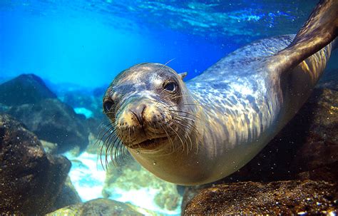 Mediterranean Monk Seal L Adorable Our Breathing Planet