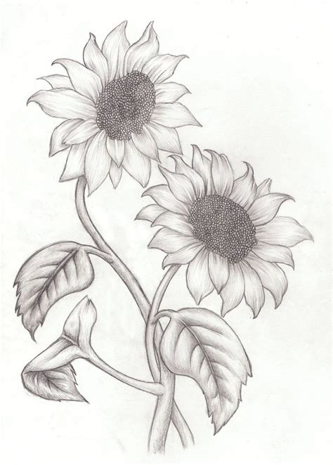 Sunflowers Sketch By Kimberly Castello On Deviantart Sunflower