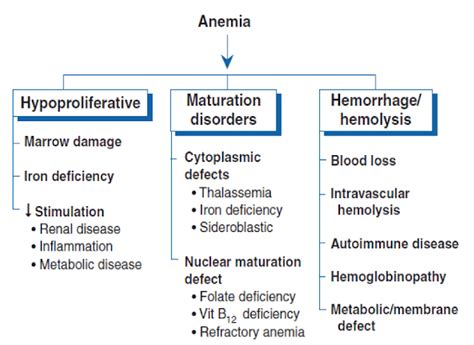 Anemias Pathophysiology Clinical Presentation Diagnosis And Treatment