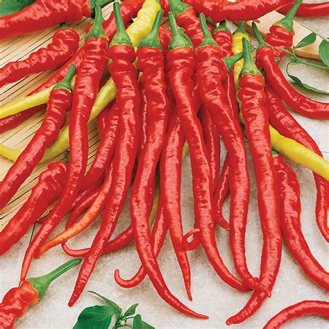 Cayenne Peppers All About Them Chili Pepper Madness Vlr Eng Br