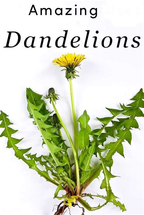 Dandelion Leaves Are A Free Amazing Superfood For You Dandelion