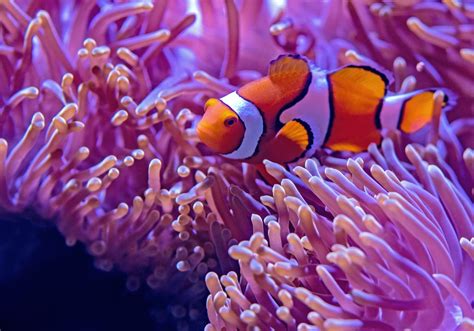 Nemo Pictures Download Free Images On Unsplash