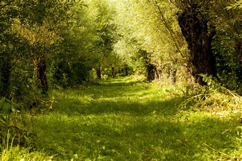 Fotos Gratis Paisaje árbol Naturaleza Bosque Césped Planta