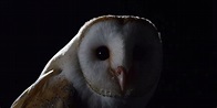 Animali notturni, elenco degli animali che vivono di notte - Petsblog