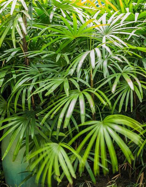 Rhapis Excelsa Palmier Bambou Plantation Et Entretien