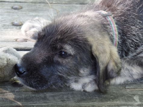 Irish Wolfhound Puppies For Sale Crooksville Oh 164393