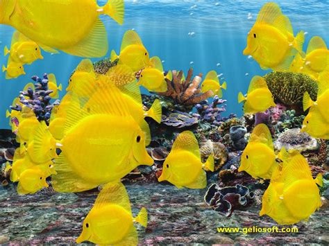 Moving Fish Tank Screensaver With 3d Yellow Tang Fish