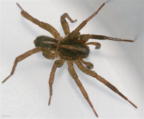 Wolf Spider On Web Arachnida Lycosidae Antelope Island Davis County