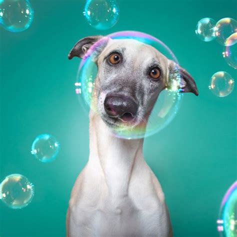 30 Most Adorable Pet Photography Ideas To Inspire You