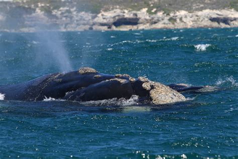 Whale Watching Hermanus 2021 Southern Right Numbers Rise Sa