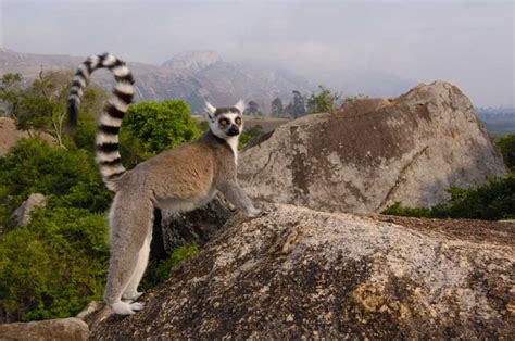 Ring Tailed Lemur In The Andringitra Mountains Madagascar Poster Print
