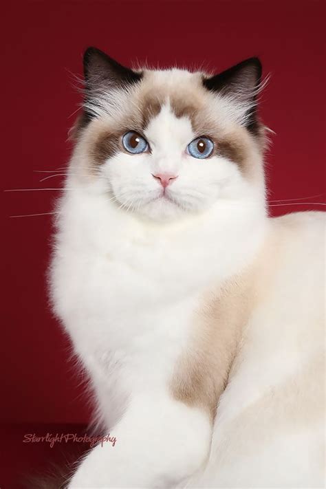 Ragdoll Short Hair Cute Cats And Dogs Pretty Cats Beautiful Cats