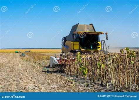 Harvesting Sunflower In The Field With A Combine Stock Image Image Of