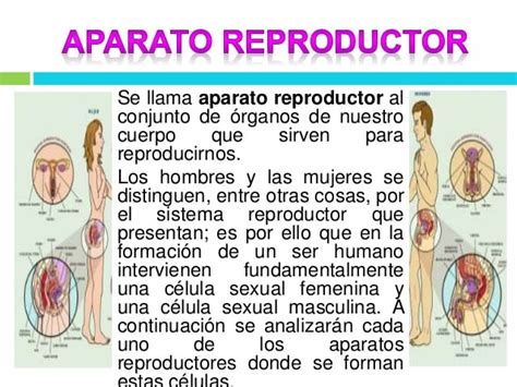 View Reproductor Masculino Y Femenino Pictures Metros