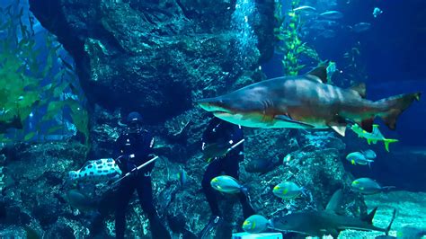 Why You Should Visit Sea Life Ocean World