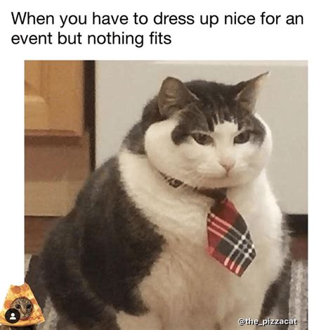 When Your Clothes Dont Fit Cats Know Your Meme