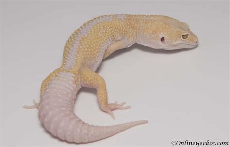Homozygous for tangerine and tremper albino, two recessive traits. Leopard Gecko For Sale