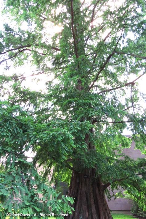 Metasequoia Glyptostroboides Dawn Redwood Princeton Janet Davis