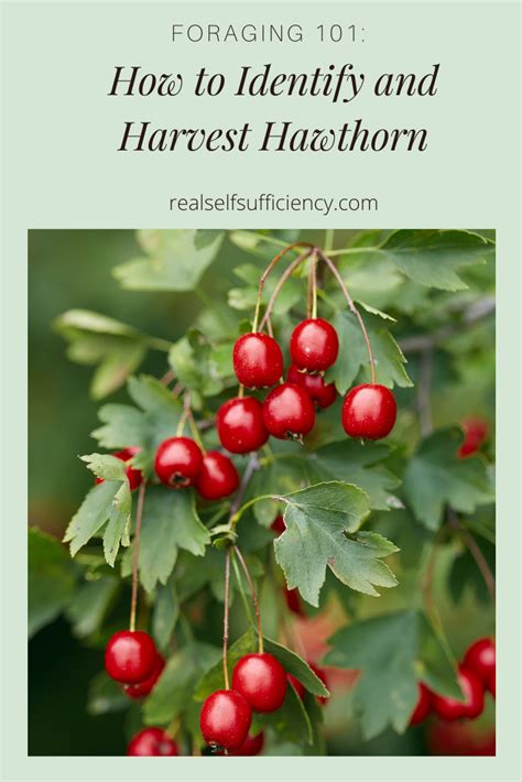 Foraging 101 How To Identify And Harvest Hawthorn Real Self Sufficiency