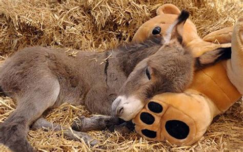 20 Adorable Photos Of Baby Donkey Design Swan