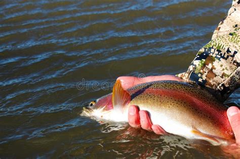 Beautiful Rainbow Trout Closeup Release From Hand Fisherman Stock Image