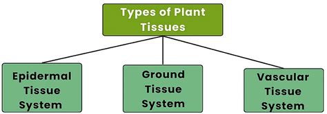 The Tissue System Epidermal Ground And Vascular Biology Class 11 Neet