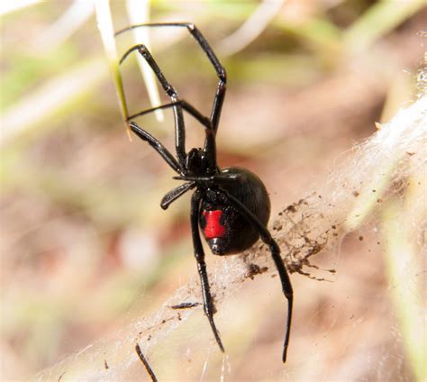 Black Widow Spider Outdoors With Her Red Hourglass Marking Visible On