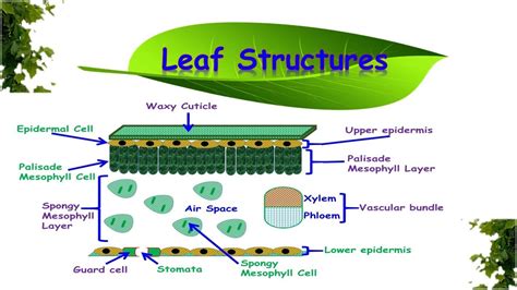 Leaf Structures And Functions Youtube