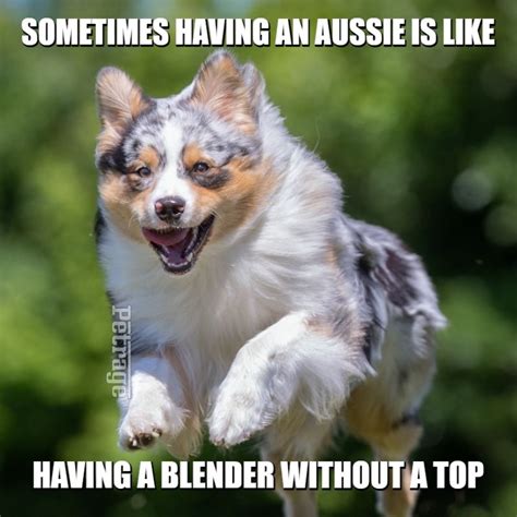 Australian Shepherd Blender Meme Petrage
