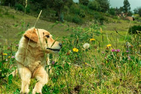 Fotos Gratis Naturaleza Perro Césped Golden Retriever Raza Canina Planta Prado Perro